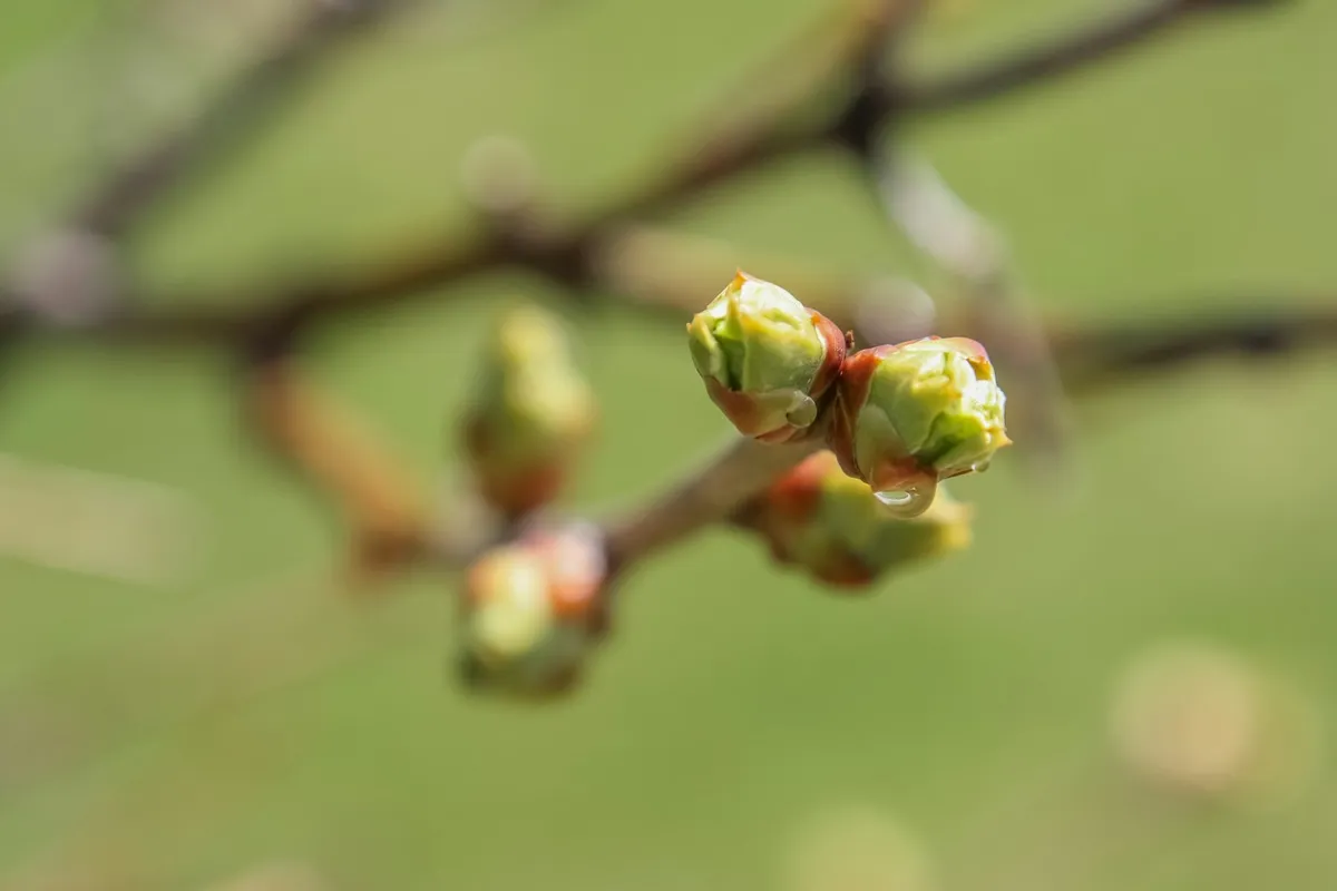 春の枝についた木の芽のクローズアップ